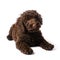 Labradoodle Mini Puppy