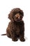 Labradoodle Mini Puppy