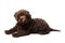 Labradoodle Mini Puppy