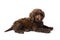 Labradoodle Mini Puppy