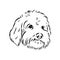 Labradoodle Mix dog - vector isolated illustration on white background