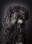 Labradoodle photographed in the studio