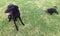 Labradoodle Puppy pulling leash of older dog