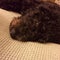 LabraDoodle Puppy resting