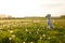 Labradoodle sat in a field outside