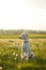 Labradoodle sat in a field outside