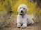 Labradoodle on Sheep Rock Trail