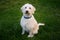 Labradoodle Sits and Looks at Camera