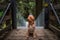 A Labradoodle sitting at the entrance to a suspension bridge in a forest.