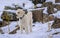 Labradoodle, Snow and Green Rocks