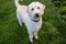 Labradoodle Stands and Looks at Camera