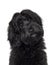 Labradoodle on white background