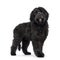 Labradoodle on white background