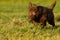 Labradoodle young