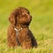 Labradoodle young