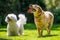 Labrador and bichon frise poodle looking up on a sunny day