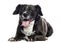 Labrador-boxer crossbreed lying, panting, isolated
