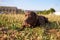 Labrador brown color lies on the grass