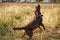 Labrador brown color, playing, Bouncing on the grass