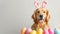 Labrador in bunny ears: easter eggs on white background - holiday concept, copy space