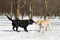 Labrador contest at winter
