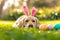Labrador dog adorned with bunny ears amidst vibrant easter eggs on grassy meadow