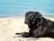 Labrador dog on the beach