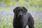 Labrador dog in the bluebells in the woods