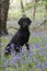 Labrador dog in the bluebells in the woods