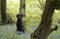 Labrador dog in the bluebells in the woods