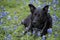 Labrador dog on a Bluebonnet Flowers