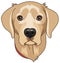 Labrador dog cartoon head