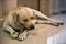 Labrador dog chew big rawhide bone in house