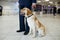 A Labrador dog for detecting drugs at the airport standing near the customs guard. Horizontal view