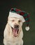 A Labrador dog donning a tartan Santa hat yawns, exuding a cozy, festive vibe