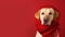 Labrador dog dressed in red scarf