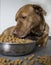 Labrador dog eats dry food