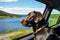 Labrador dog enjoying car ride looking at mountains and lake from window