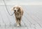 Labrador dog on a leash on a city street