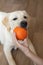 Labrador dog lies on wooden floor playfully chewing on small orange ball being held by hand of an owner. Friendship, pets,