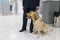 A Labrador dog looking at camera, for detecting drugs at the airport standing near the customs guard