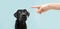 Labrador dog looking up giving you whale eye being punished by its owner with finger pointer it. Isolated on colored blue