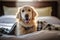 Labrador dog lying on a bed under a blanket in a hotel room in the morning smiling, Selective focus