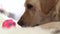 Labrador dog lying on floor and playing with ball close up. Beige labrador dog gnawing ball on carpet in cozy home