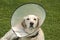 Labrador dog with medical collar