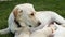 Labrador dog nursing her adorable puppies - lying in the grass