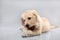 Labrador dog playing with his toys on grey background. puppy is teething