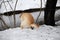 Labrador dog pooping in the snow in winter