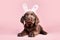 Labrador dog puppy with costume Easter bunny ears. Generative AI