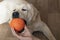 Labrador dog puppy playfully chewing on small orange ball being held by hand of an owner. Friendship, pets, training dog, active